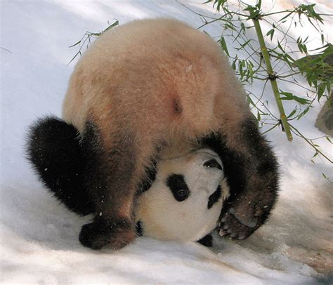 Pandas Playing in the Snow - Neatorama