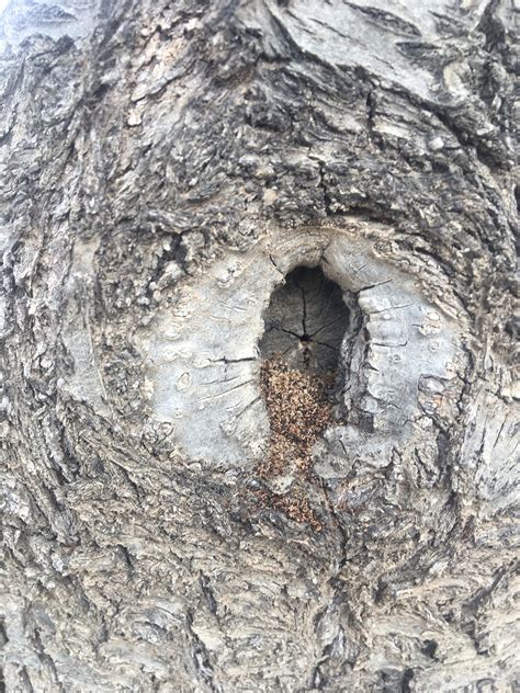 Almond tree trunk disease - General Fruit Growing - Growing Fruit