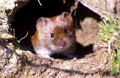 Vole - Description, Habitat, Image, Diet, and Interesting Facts