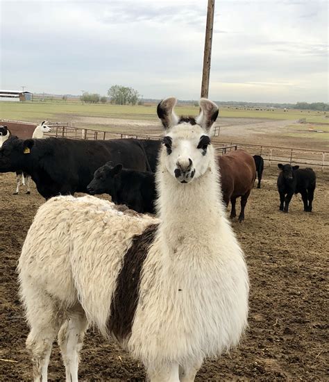 Llamas are awesome to run with your cattle! #llama | Farm life, Ranch ...