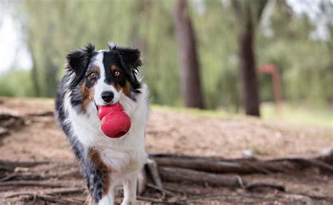 What Are KONG Dog Toys Made Of? | BARK