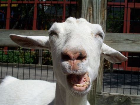 Goat Face – 1Funny.com