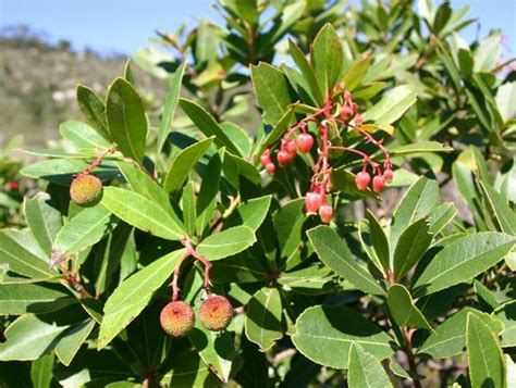 Arbutus unedo, the Strawberry Tree: identification, distribution, habitat