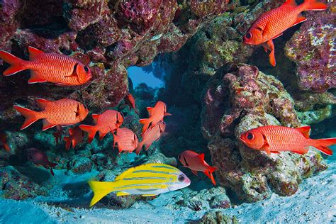 Reef Fish - Woods Hole Oceanographic Institution