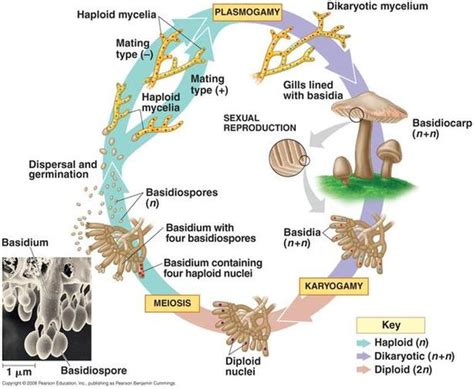 Basidiomycota (club fungi) | Fungi | Pinterest | Fungi and School school