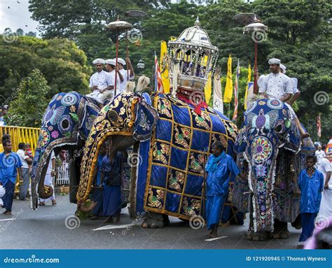 Ceremonial Elephants Parade Through The Streets Of Kandy During The ...