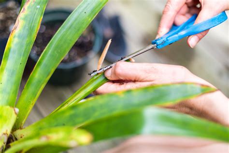 How To Propagate Corn Plants - Indoor Plants