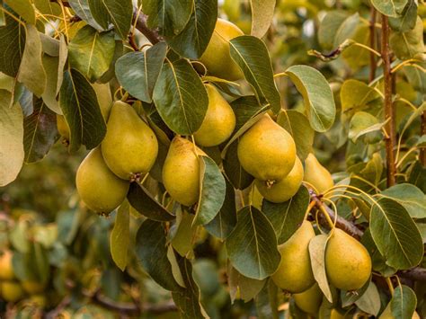 Growing Pear Trees: Tips For The Care Of Pear Trees