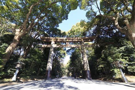 The Making Of The Eternal Forest At Meiji Shrine - Savvy Tokyo