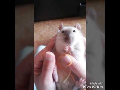 Rat eating noodles - YouTube