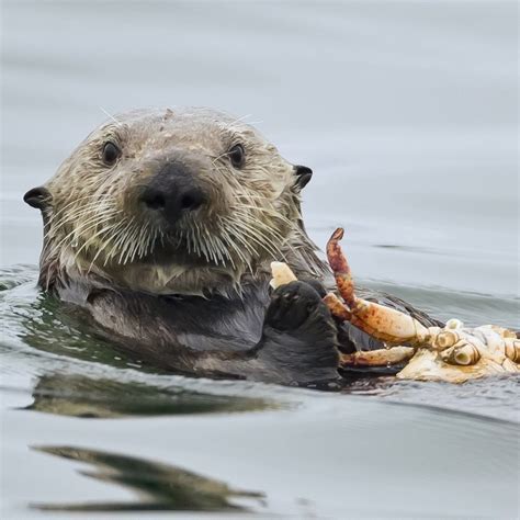 Sea otters eat 25 percent of their body weight in food every day! Sea ...