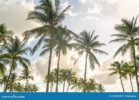 Morning in Miami South Beach. Palm Trees with Sunlight on Background ...