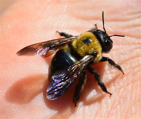 All Buzz. No Sting. Carpenter Bees Do Just What Their Name Suggests ...