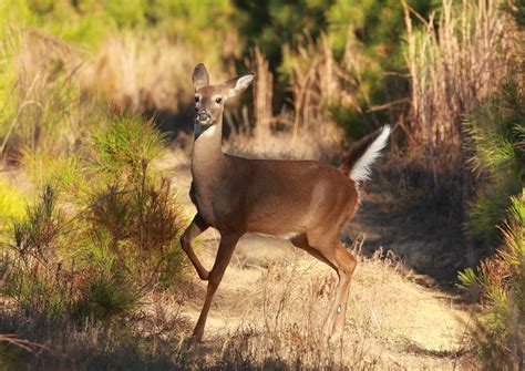 File:White-tailed deer 52.jpg - Wikimedia Commons