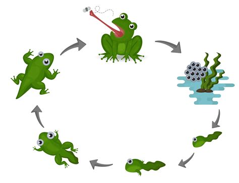 Life Cycle Of A Frog, Life cycle of a frog explanation text Bobbie ...