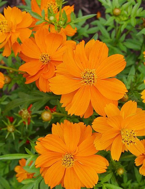 Cosmos: Plant Care and Collection of Varieties - Garden.org