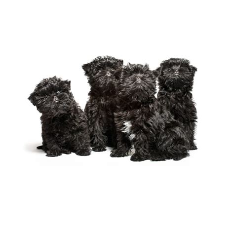 Affenpinscher Puppy Photos - Puptrait | Studio Pet + Portrait Photographer