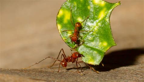 Leafcutter Ants | San Diego Zoo Kids in 2021 | Ant species, Ants, Ant ...