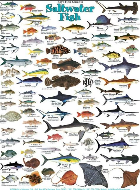 Saltwater Fish Species