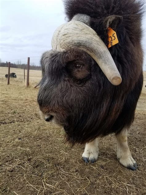 Musk Ox Farm | Unique Alaskan Animals Near Anchorage | ALASKA.ORG