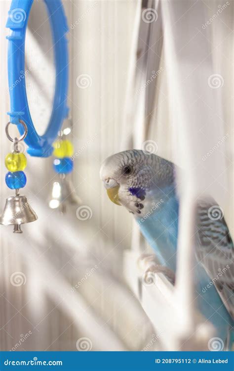 A Budgie. a Blue Budgie Sits in a Cage Stock Photo - Image of tropical ...