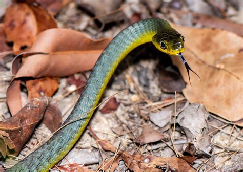 Snake Identification - Snake Rescue Sunshine Coast