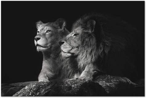 Black Lion Canvas Animal Painting pictures Poster Wall Art Living Room ...