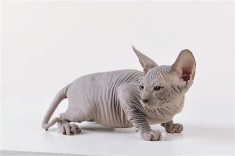 Sphynx Cats for Sale | Sphynx Kitten Breeder| Purrxotics