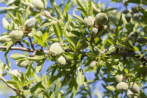 How to Grow and Care for Almond Trees