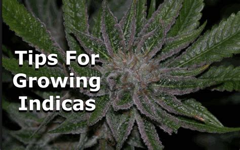 Tips For Growing Indica Cannabis Strains