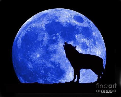 Blue Moon Wolf Photograph by Paul Baker - Fine Art America