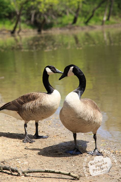 Canada Goose, FREE Stock Photo: Geese in Heart Shape Royalty-Free ...