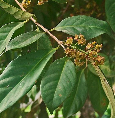 Bay Leaf Benefits | Home Made Beauty Tips