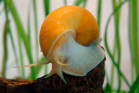 List of Freshwater Aquarium Snails. Pros and Cons - Shrimp and Snail ...