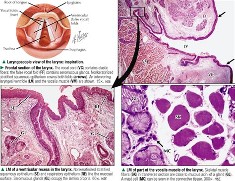 Laryngeal Ventricle Histology