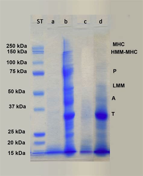 SDS-PAGE patterns of proteins released in water from alkaline-F (a) and ...