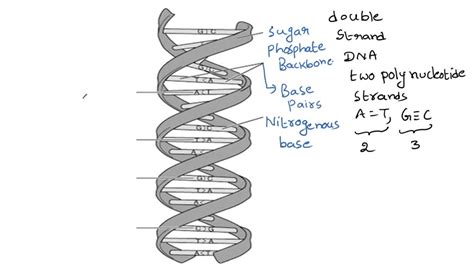 SOLVED: Can you label various parts of a DNA molecule?