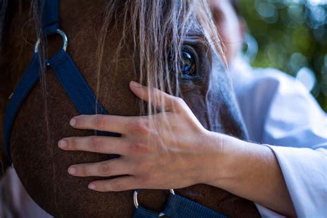 Colic In Horses: Prevention, Warning Signs, & Treatment