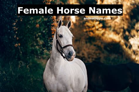 401 Cute and Quirky Female Horse Names - Animal Hype