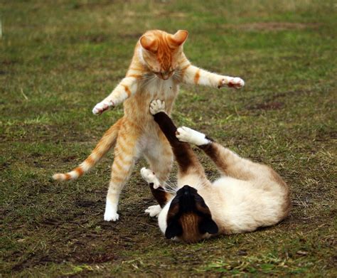 Cat fights - a first aid tip - The Mewes Vets