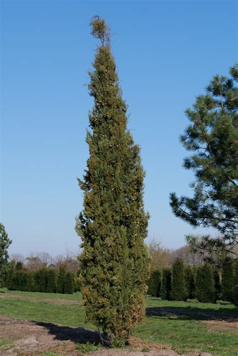 Cupressus sempervirens | Italian cypress, Mediterranean cypress - Van ...