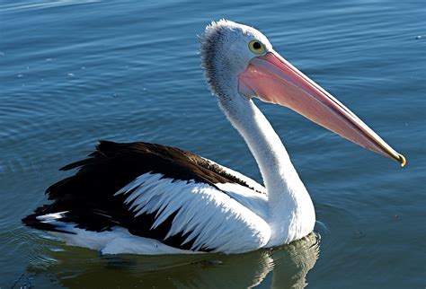 Pelican | Creatures of the World Wikia | FANDOM powered by Wikia