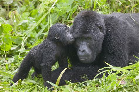 Gorilla Groups in Buhoma - bwindi gorilla families, bwindi gorillas