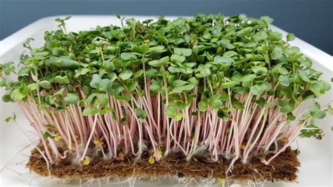 China Rose Radish Microgreens – LongIslandMicrogreens.com - Pure ...