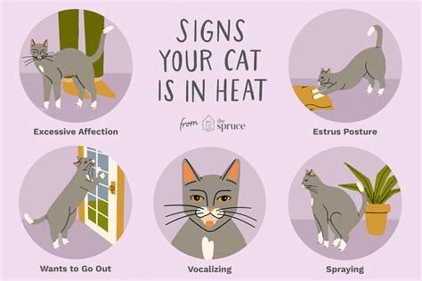 Signs Your Cat Is in Heat