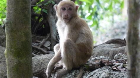 Rhesus Macaque | MarkEisingBirding