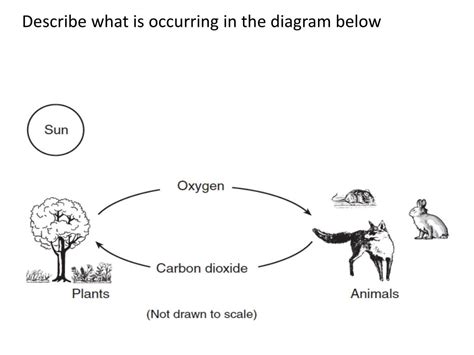 PPT - AIM: How do organisms maintain dynamic equilibrium that sustains ...