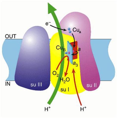 Functional significance of cytochrome c oxidase structure: Structure