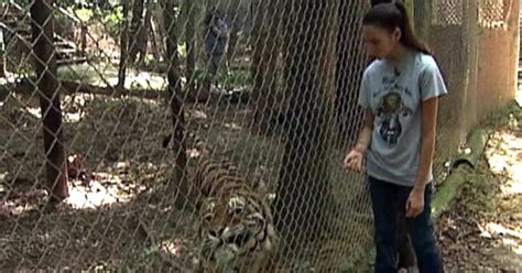 Tiger attack survivor returns to animal refuge