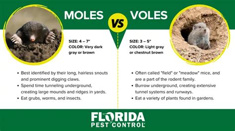 Moles vs. Voles: Key Differences | Florida Pest Control